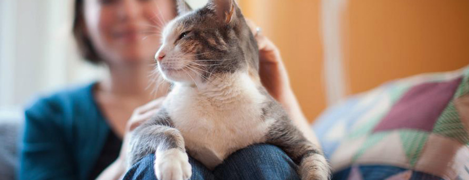 VetMed - Planos de Saúde para Gatos