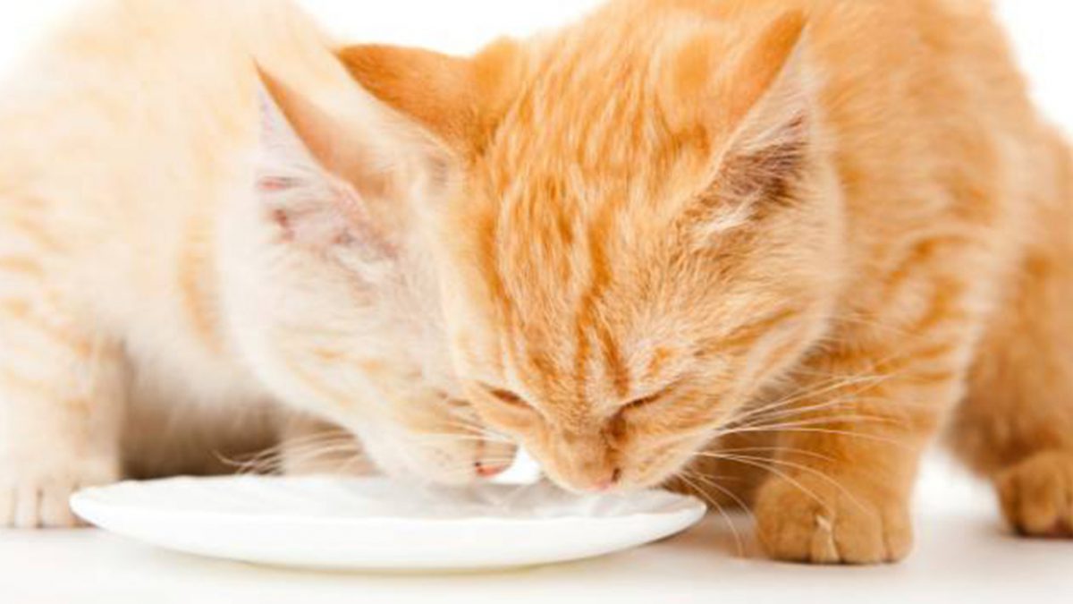 Cinco Alimentos que seu Gato pode Comer
