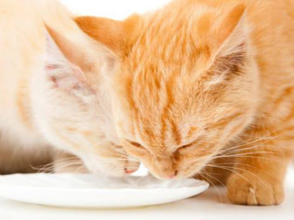 Cinco Alimentos que seu Gato pode Comer